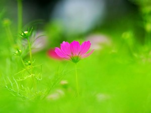 Postal: Florecilla rosa entre el verde