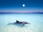 Delfín con la luna llena de fondo