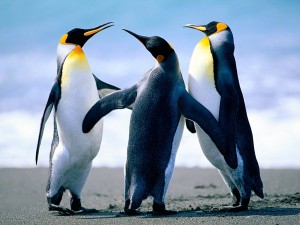 Postal: Trío de pingüinos