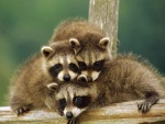 Familia de mapaches