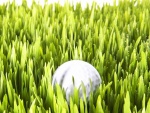 Bola de golf entre la hierba