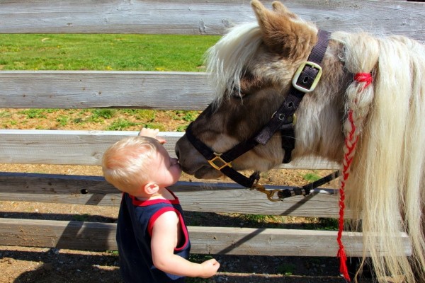 Niño rubio besando a un poni
