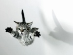 Gato volador