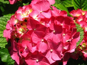 Postal: Hortensia rosa
