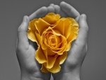Con una flor amarilla entre las manos