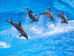 Delfines saltando en grupo