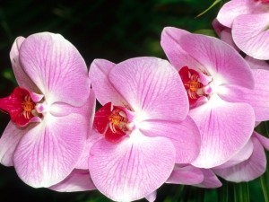 Rama de orquídea rosa