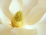 Interior de una magnolia blanca
