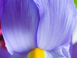 Iris de pétalos azules
