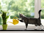 Gato regando las plantas