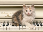 Gatito sobre las teclas de un piano blanco