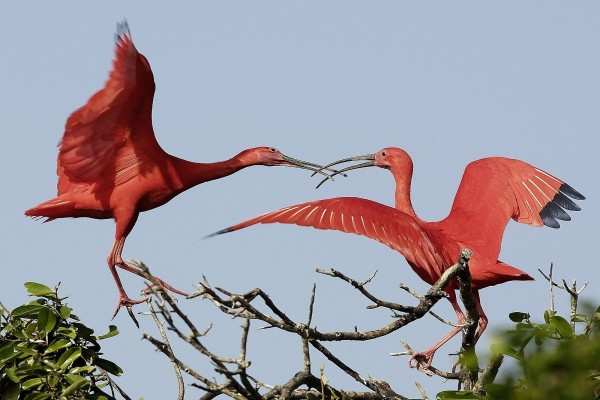 Dos ibis escarlata