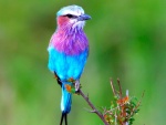 Pájaro azul con colores púrpura