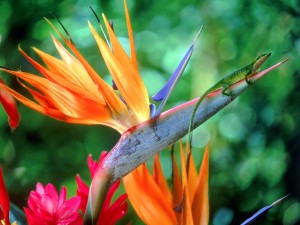 Postal: Flor "ave del paraíso" con un lagarto verde encima