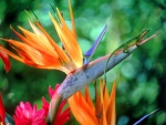 Flor "ave del paraíso" con un lagarto verde encima