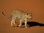 Leopardo y su sombra