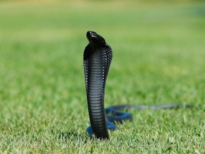 Cobra negra en posición de ataque