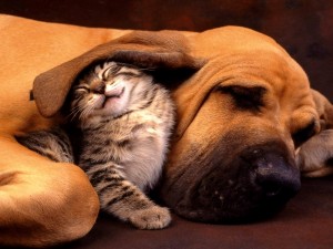Gatito bajo la gran oreja de un perro