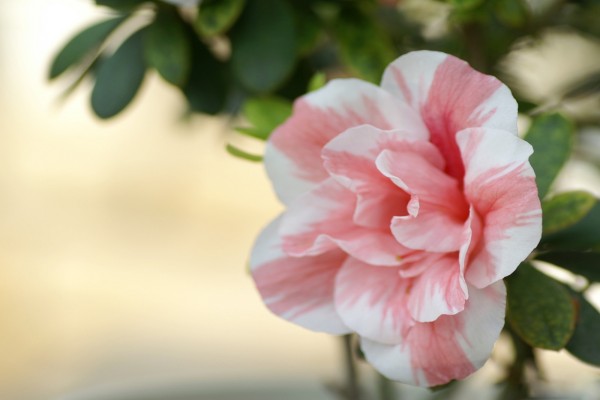 Flor de azalea de colores blanco y rosa