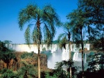 Palmeras cerca de las Cataratas del Iguazú (Argentina)