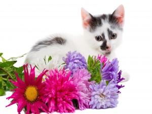 Postal: Gatito blanco con manchas negras junto a unas flores