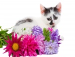 Gatito blanco con manchas negras junto a unas flores
