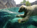 Oso polar nadando en aguas de un zoológico