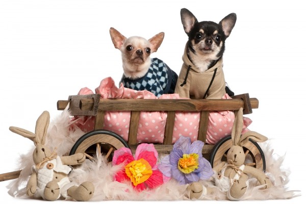 Un par de perros Chihuahua en su camita (5992)