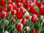 Tulipanes rojos floreciendo
