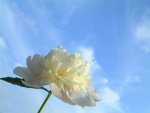 Una flor blanca mirando al cielo