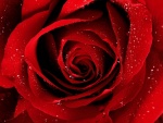 Una rosa húmeda muy roja