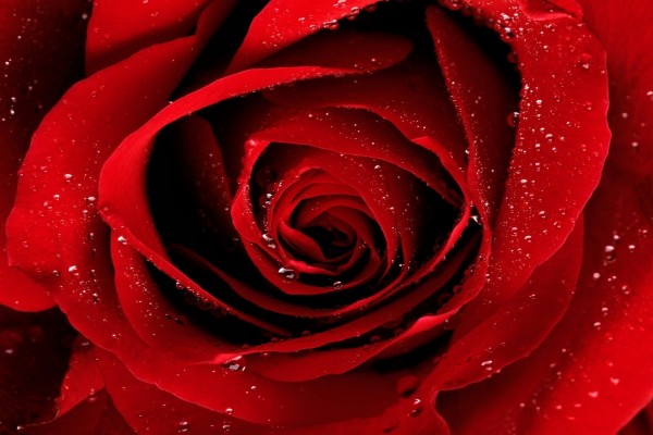Una rosa húmeda muy roja