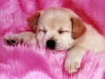 Perrito durmiendo en una manta rosa