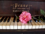 Una flor sobre las teclas de un viejo piano