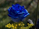 Una rosa azul
