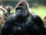 Gorila con una ramita