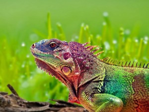 Iguana luciendo infinidad de colores