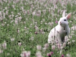 Conejito blanco en un prado de flores
