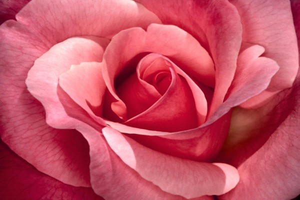 Una rosa perfecta