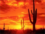 Cactus bajo un cielo rojizo en el Desierto de Sonora (Arizona)