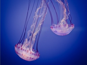 Dos medusas boca abajo