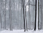 Líneas de nieve en los troncos de los árboles