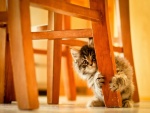 Gatito escondido detrás de la pata de una silla