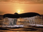 Cola de ballena asomándose a la superficie del mar