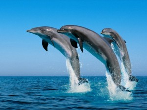 Salto de tres delfines