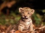 Cachorro de jaguar