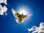 Una paloma blanca volando bajo un cielo azul