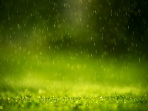 Postal: Lloviendo sobre la hierba