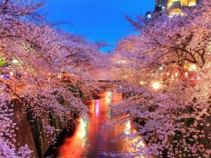 Canal de agua flanqueado por cerezos en flor