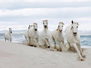 Postal: Caballos blancos en la playa